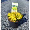 BERBERIS THUNBERGII 'TINY GOLD' ARBO