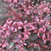 BERBERIS THUNBERGII 'HARLEQUIN'1 IST