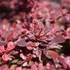 BERBERIS THUNBERGII 'HARLEQUIN' IST