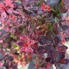 BERBERIS THUNBERGII 'HARLEQUIN' kak1