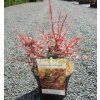 BERBERIS THUNBERGII 'HARLEQUIN' ARBO