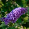 BUDDLEJA DAVIDII 'NANHO BLUE' IST