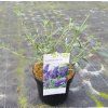 BUDDLEJA DAVIDII 'NANHO BLUE' ARBO