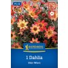 DAHLIA 'STAR WARS' bruno