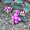 Symphoricarpos d. 'Magic Berry' IST
