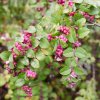Symphoricarpos d. 'Magic Berry' IST1