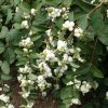 SYMPHORICARPOS × DOORENBOSII 'MAGICAL GALAXY' IST1