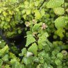 SYMPHORICARPOS × DOORENBOSII 'MAGICAL GALAXY' kak2