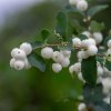 SYMPHORICARPOS × DOORENBOSII 'MAGICAL GALAXY' IST2