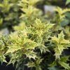 OSMANTHUS HETEROPHYLLUS 'GOSHIKI' kak2