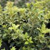 OSMANTHUS HETEROPHYLLUS 'GOSHIKI' kak5