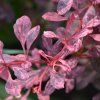 BERBERIS THUNBERGII 'ROSE GLOW' IST