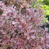 BERBERIS THUNBERGII 'ROSE GLOW' kak1