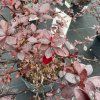 BERBERIS THUNBERGII 'DARTS RED LADY' kak2
