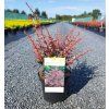 BERBERIS THUNBERGII 'ROSE GLOW' ARBO
