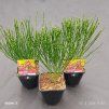 CYTISUS × PRAECOX 'DEWY' kak1