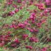 CYTISUS × PRAECOX 'DEWY' IST