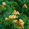 CAMPSIS RADICANS 'FLAVA' IST