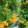 CAMPSIS RADICANS 'FLAVA' IST