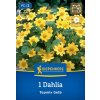 DAHLIA 'TOPMIX GELB' bruno