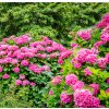 HYDRANGEA MACROPHYLLA 'BOUQUET ROSE' IST