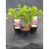 HYDRANGEA MACROPHYLLA 'BOUQUET ROSE' kak