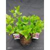 HYDRANGEA MACROPHYLLA 'BOUQUET ROSE' kak1