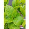 HYDRANGEA MACROPHYLLA 'BOUQUET ROSE' kak2