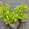 HYDRANGEA SERRATA 'BLUE BIRD' kak7
