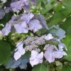 HYDRANGEA SERRATA 'BLUE BIRD ist1