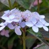 HYDRANGEA SERRATA 'BLUE BIRD +ist