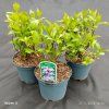 HYDRANGEA SERRATA 'BLUE BIRD' kak6