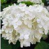 HYDRANGEA MACROPHYLLA 'SCHNEEBALL' SCHUTT