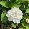 Hydrangea macr. 'Schneeball' ist1