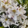 RHODODENDRON 'CUNNINGHAM WHITE' IST