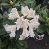 RHODODENDRON 'CUNNINGHAM WHITE' (RODODENDRON) kak