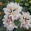 RHODODENDRON 'CUNNINGHAM WHITE' (RODODENDRON) kak1