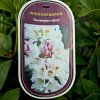 RHODODENDRON 'CUNNINGHAM WHITE' KAK