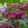 ACER PALMATUM 'ATROPURPUREUM' IST