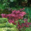 ACER PALMATUM 'ATROPURPUREUM' 1 IST