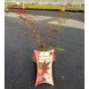 Acer palm. 'Atropurpureum' ARBO
