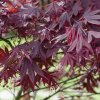 ACER PALMATUM 'SHAINA' IST1