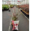 ACER PALMATUM 'SHAINA' ARBO