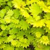 ACER SHIRASAWANUM 'SUMMERGOLD' - ARBO