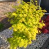 ACER SHIRASAWANUM 'SUMMERGOLD' - ARBO