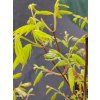 ACER SHIRASAWANUM 'SUMMERGOLD' kak