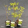 ACER SHIRASAWANUM 'SUMMERGOLD' kak1
