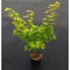 ACER SHIRASAWANUM 'SUMMERGOLD' - ARBO