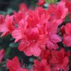 AZALEA 'BRILLIANT'