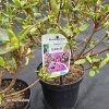 AZALEA 'ELSIE LEE' kak2